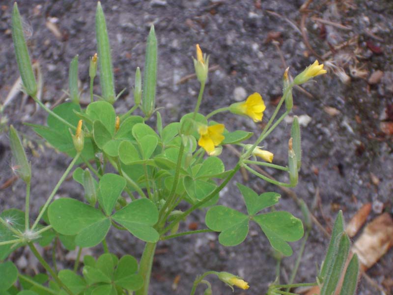 Oxalis sp.